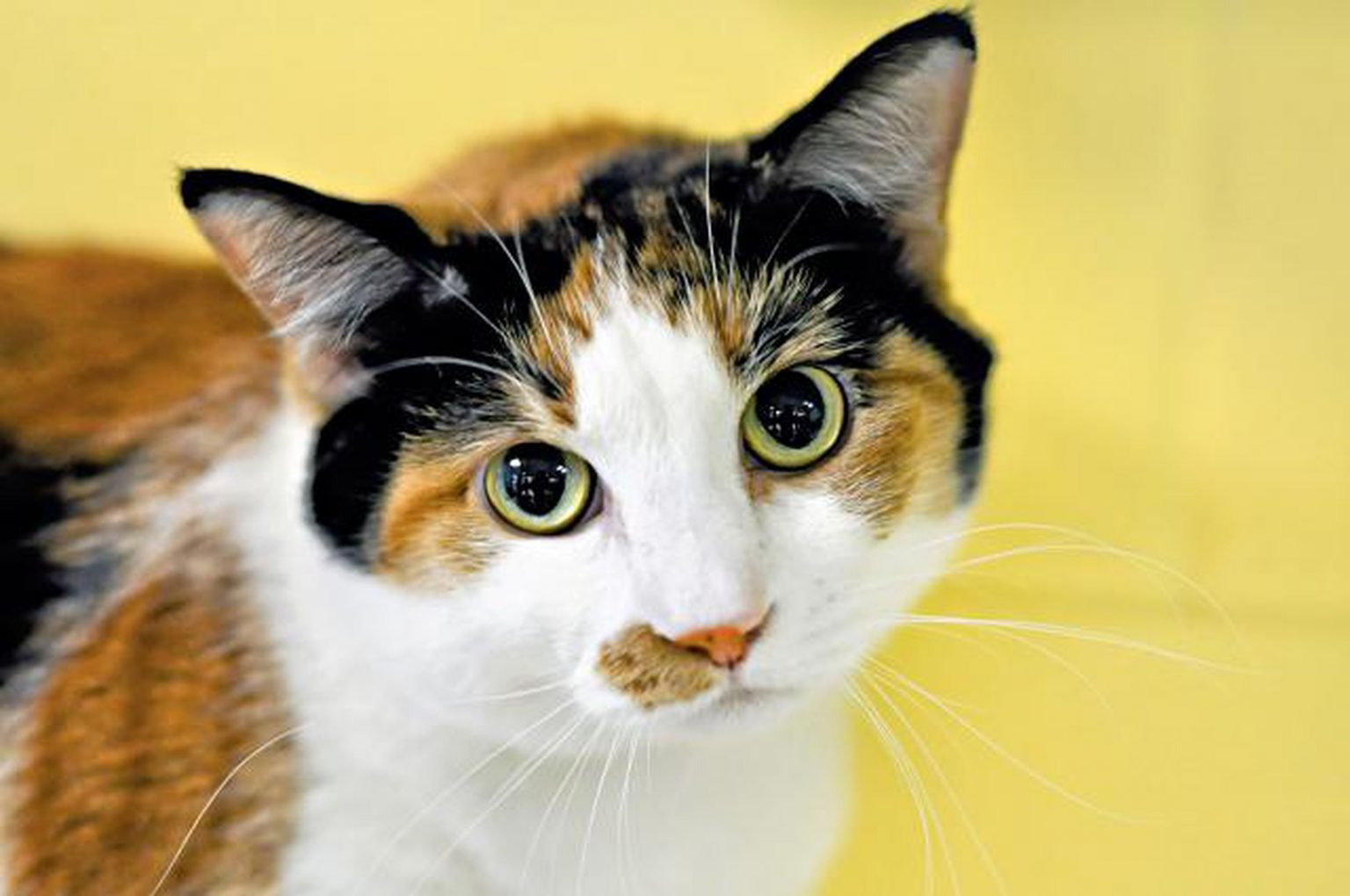 10-fun-facts-about-calico-cats-cat-food-advisor