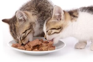 best Wet Cat Food for indoor cats