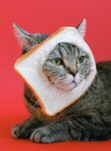 Can Cats Eat Grain