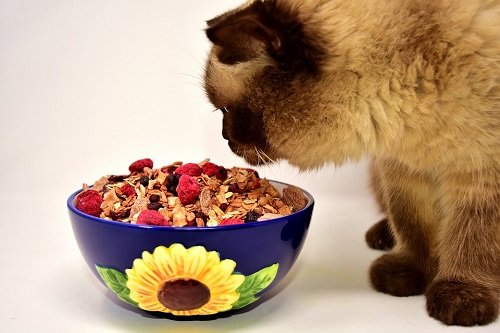 vegan-cats-best-cat-foods-advisor