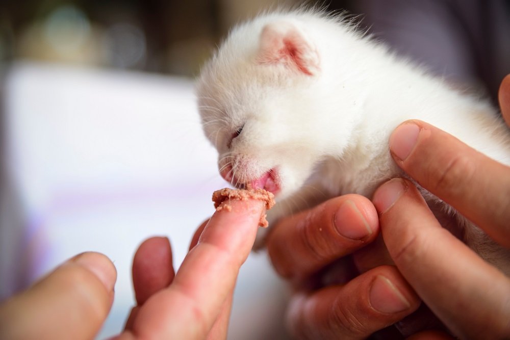 How Often Do 5 6 Week Old Kittens Eat