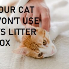 Cat Suddenly Refuses to Use Litter Box
