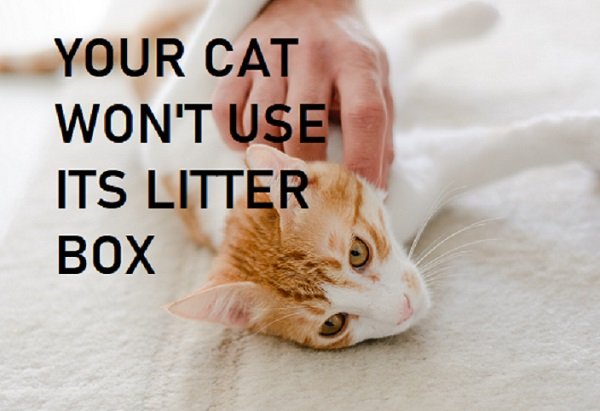 Your Cat Won’t Use Litter Box - Best Cat Foods Advisor