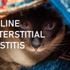 Feline Interstitial Cystitis
