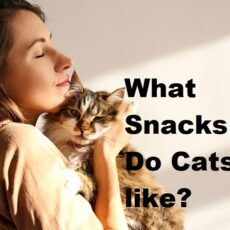 What Snacks Do Cats like? 