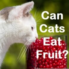 Can Cats Eat Fruit? (Safe cat treats & fruit toxic to cats)
