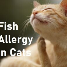cats allergic to fish