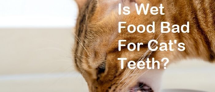 is wet cat food bad for cats teeth
