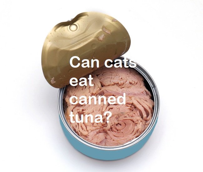 can-cats-eat-canned-tuna-best-cat-foods-advisor