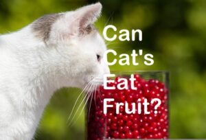 is fruit bad for cats