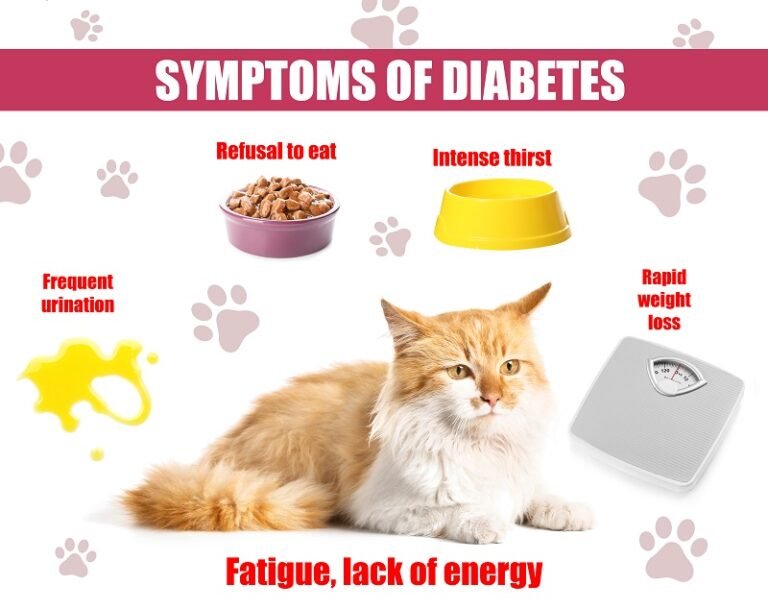 What Causes Diabetes In Cats? - Best Cat Foods Advisor