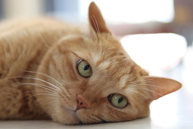 What Causes Urine Blockage In Cats